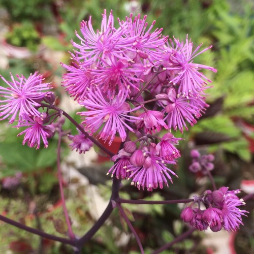 Thalictrum 'Black Stockings' - Ängelhein 'Black Stockings'
